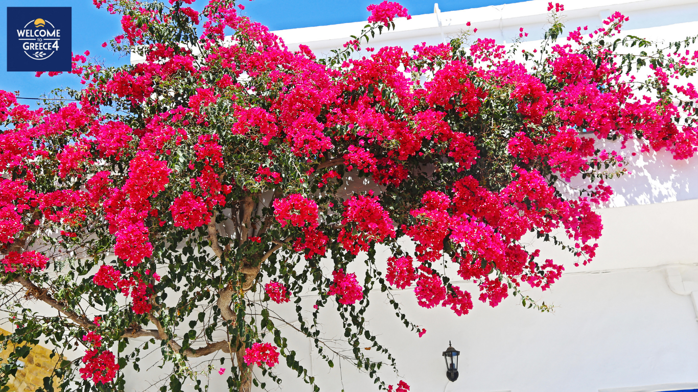 Koufonisia
